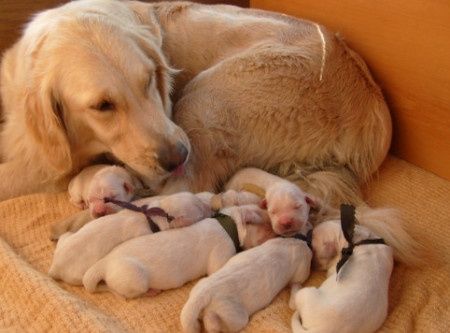 golden-retriever-es-kolykei.jpg golden-retriever-es-kolykei.jpg